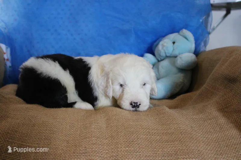 AKC Jack – Old English Sheepdog puppy for sale in Fair Grove, MO