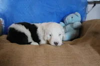AKC Jack, a male Old English Sheepdog for sale in Fair Grove, MO – 1 of 10