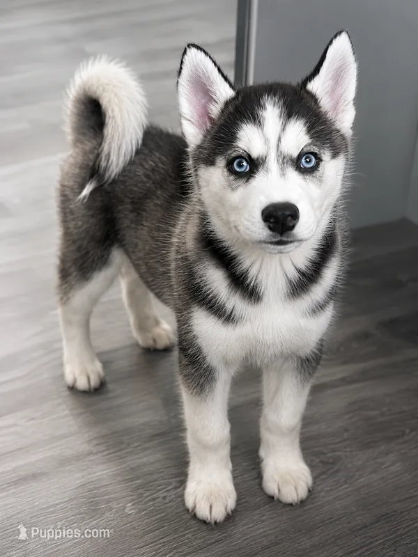 Legend – Siberian Husky puppy for sale in Fayetteville, NC