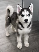 Legend, a male Siberian Husky for sale in Fayetteville, NC – 1 of 1