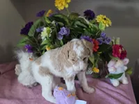 Male parti puppy, a male Poodle - Standard  for sale in Great Falls, MT – Photo 7 of 8