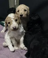 Male parti puppy, a male Poodle - Standard  for sale in Great Falls, MT – Photo 2 of 8