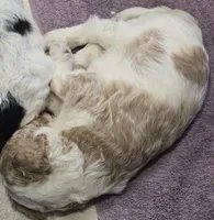 Male parti puppy, a male Poodle - Standard  for sale in Great Falls, MT – Photo 8 of 8