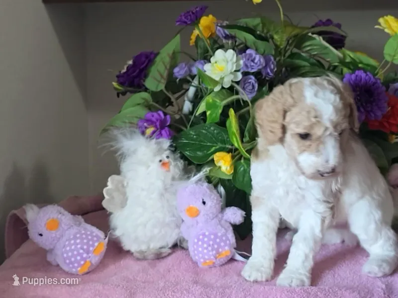 Male parti puppy – Poodle - Standard  puppy for sale in Great Falls, MT