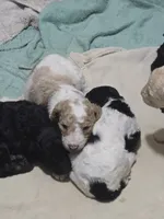 Male parti puppy, a male Poodle - Standard  for sale in Great Falls, MT – Photo 3 of 8