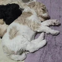 Male parti puppy, a male Poodle - Standard  for sale in Great Falls, MT – Photo 5 of 8