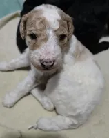 Male parti puppy, a male Poodle - Standard  for sale in Great Falls, MT – Photo 4 of 8