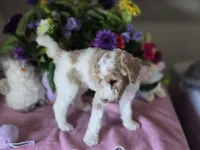 Male parti puppy, a male Poodle - Standard  for sale in Great Falls, MT – Photo 6 of 8