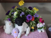 Black and white parti female, a female Poodle - Standard  for sale in Great Falls, MT – Photo 3 of 7