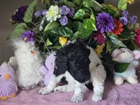 Black and white parti female, a female Poodle - Standard  for sale in Great Falls, MT – Photo 7 of 7