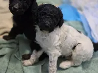 Black and white parti female, a female Poodle - Standard  for sale in Great Falls, MT – Photo 5 of 7