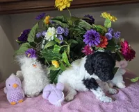 Black and white parti female, a female Poodle - Standard  for sale in Great Falls, MT – Photo 6 of 7