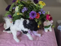 Black and white parti female, a female Poodle - Standard  for sale in Great Falls, MT – Photo 4 of 7
