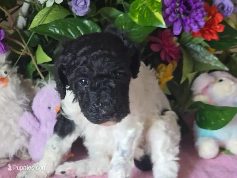 Black and white parti female – Poodle - Standard  puppy for sale in Great Falls, MT