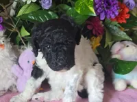 Black and white parti female, a female Poodle - Standard  for sale in Great Falls, MT – Photo 1 of 7