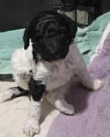 Black and white parti female, a female Poodle - Standard  for sale in Great Falls, MT – Photo 2 of 7