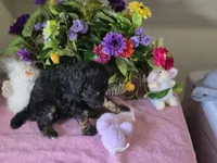 Black and brown phantom poodle, a female Poodle - Standard  for sale in Great Falls, MT – Photo 3 of 4