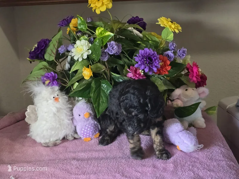 Black and brown phantom poodle – Poodle - Standard  puppy on hold in Great Falls, MT