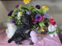 Black and brown phantom poodle, a female Poodle - Standard  for sale in Great Falls, MT – Photo 4 of 4