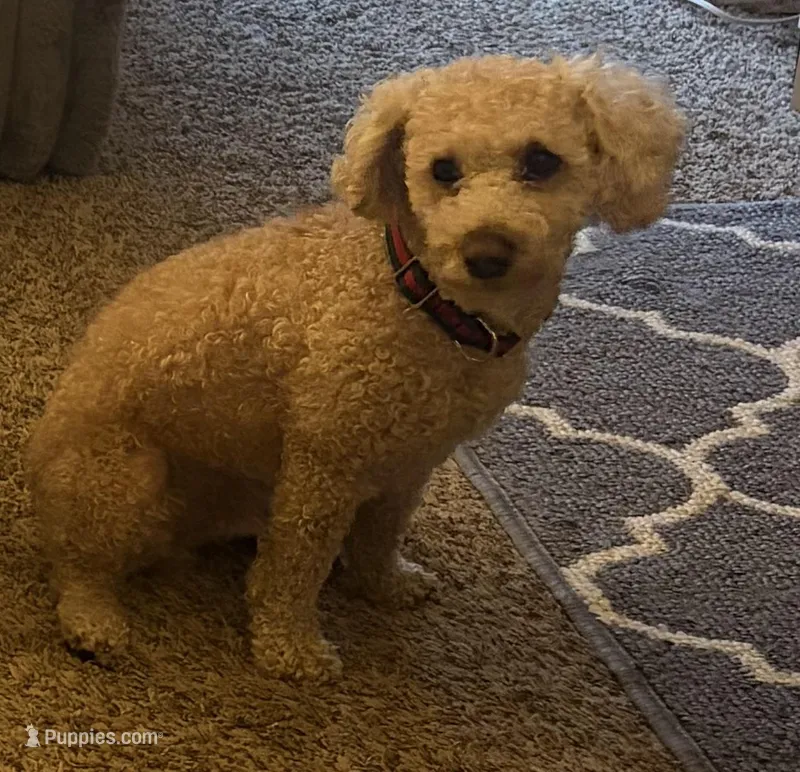 Prince – Bichon Frise, Poodle - Miniature  puppy for sale in Bel Air, MD