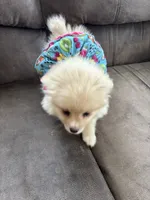 Lola, a female Pomeranian for sale in Cherokee, AL – 5 of 8