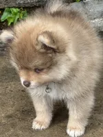 Finn, a male Pomeranian for sale in Cherokee, AL – 2 of 8
