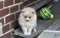Lola, a female Pomeranian for sale in Cherokee, AL – 8 of 8
