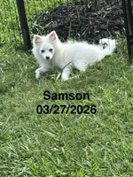 Samson, a male Pomeranian for sale in Cherokee, AL – 7 of 10