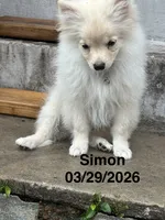 Simon, a male Pomeranian for sale in Cherokee, AL – 4 of 10