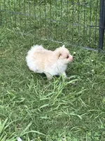 Lola, a female Pomeranian for sale in Cherokee, AL – 3 of 8