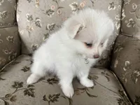 Samson, a male Pomeranian for sale in Cherokee, AL – 5 of 10