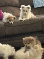 Penelope , a female Pomeranian for sale in Cherokee, AL – 6 of 10