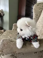 Eli, a male Pomeranian for sale in Cherokee, AL – 5 of 10