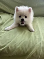 Eli, a male Pomeranian for sale in Cherokee, AL – 4 of 6