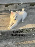 Samson, a male Pomeranian for sale in Cherokee, AL – 5 of 10