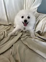 Elle, a female Pomeranian for sale in Cherokee, AL – 3 of 10