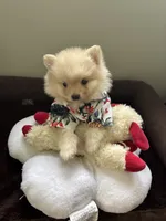 Simon, a male Pomeranian for sale in Cherokee, AL – 4 of 10