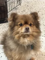 Finn, a male Pomeranian for sale in Cherokee, AL – 10 of 10