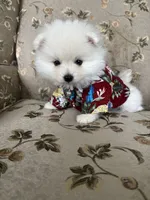 Eli, a male Pomeranian for sale in Cherokee, AL – 7 of 10