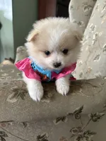 Penelope , a female Pomeranian for sale in Cherokee, AL – 4 of 10