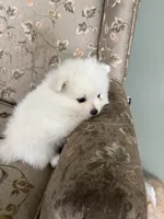 Eli, a male Pomeranian for sale in Cherokee, AL – 6 of 10