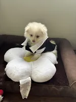 Samson, a male Pomeranian for sale in Cherokee, AL – 6 of 10