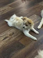 Penelope , a female Pomeranian for sale in Cherokee, AL – 7 of 10