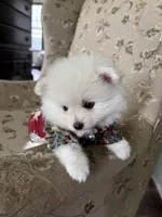 Eli, a male Pomeranian for sale in Cherokee, AL – 2 of 10