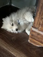 Simon, a male Pomeranian for sale in Cherokee, AL – 3 of 10
