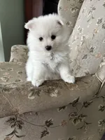 Elle, a female Pomeranian for sale in Cherokee, AL – 2 of 10