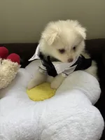 Samson, a male Pomeranian for sale in Cherokee, AL – 2 of 10