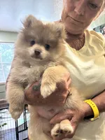 Finn, a male Pomeranian for sale in Cherokee, AL – 7 of 10