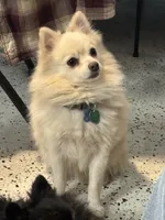 Eli, a male Pomeranian for sale in Cherokee, AL – 8 of 10