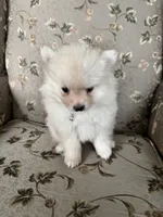 Simon, a male Pomeranian for sale in Cherokee, AL – 7 of 10